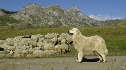 livestockguardiangod: Pyrenean Mountain Dog, source.