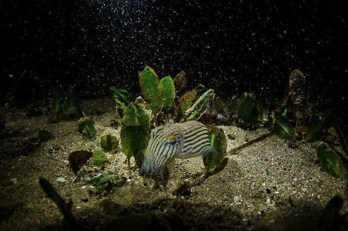 trynottodrown:Striped Pajama Squid by beau gibson