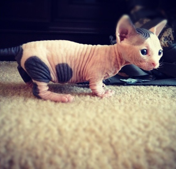 Sphynx cats in Sweaters. — I know he doesn't have a sweater…but naked cats