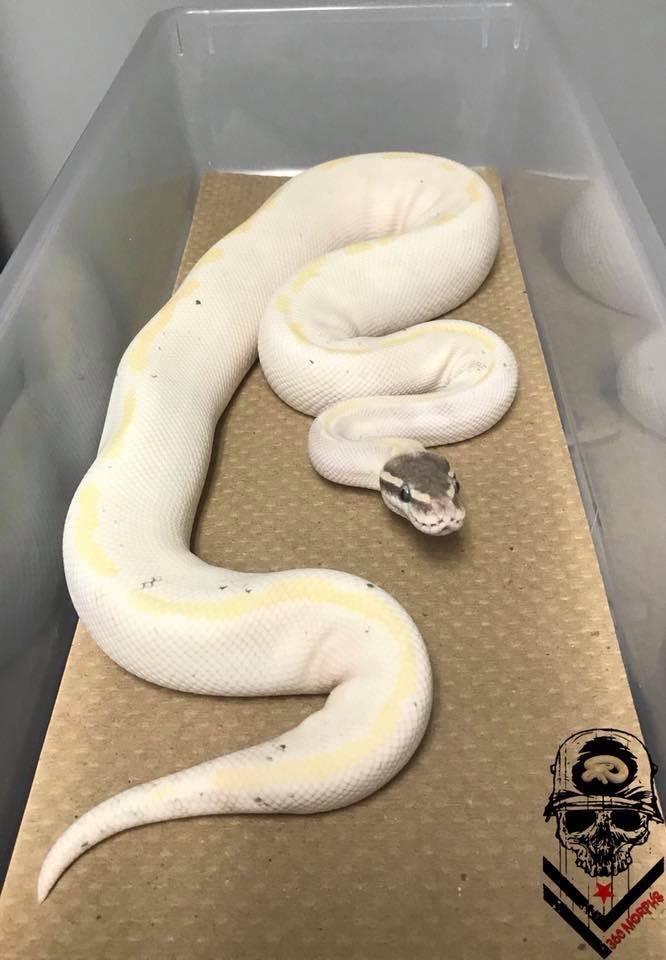 certifiedcervine: I’m really tired of the idea that all zoos or exotic pet owners