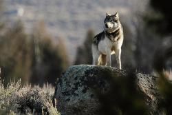 sisterofthewolves:   The Sentinel by Ken McElroy Yellowstone National Park, Wyoming, USA.