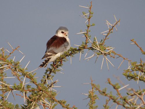 end0skeletal-undead: Pygmy falcons, Tanzania