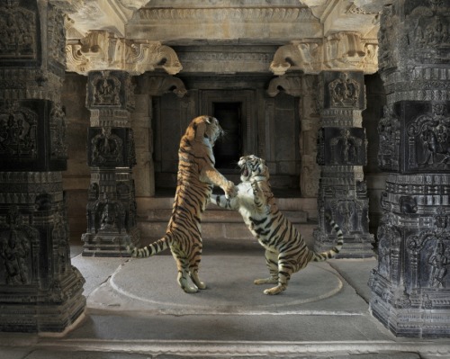 fer1972:  Felines in Temples by Karen Knorr
