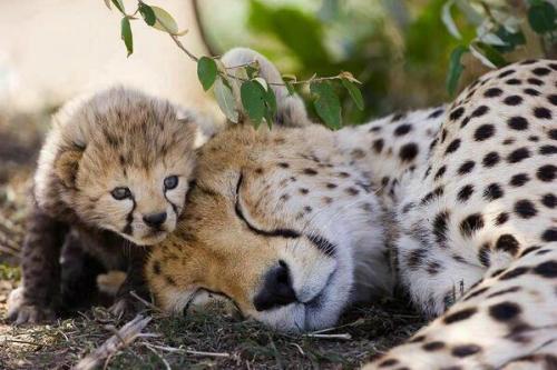 magicalnaturetour:You can sleep mamma, I will look after you. - x