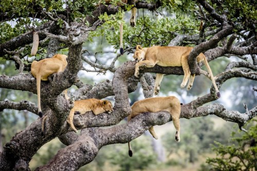 yburesque: This is a lion tree. It’s where lions come from. You have to water them a lot.