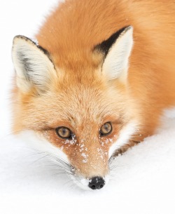 Jack-The-Lion:  Beautiful-Wildlife:  Red Fox Closeup By Jim Cumming  This Is A