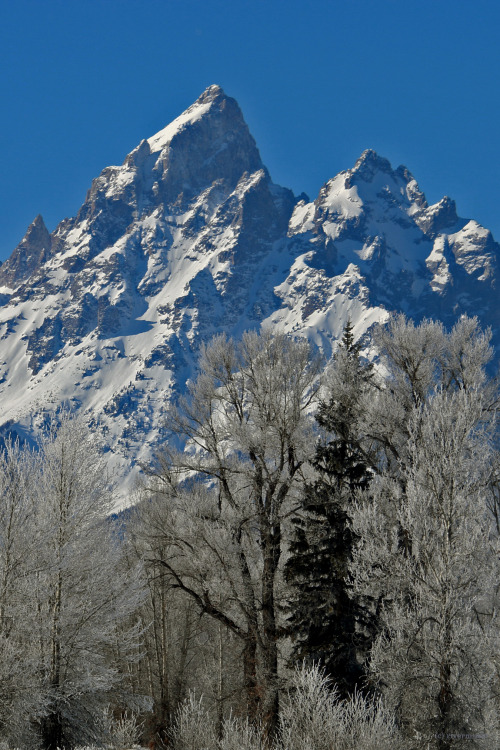 Frosted Majesty: The Grand Teton stretches skyward on a frosty winter morning.by riverwindphotograph