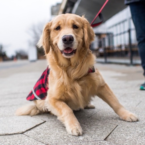 thedogist:Pippa, Golden Retriever (1 y/o), Pier 15 - East River Esplanade, New York, NY • “She tries