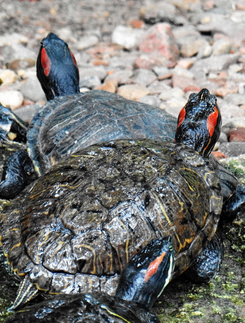 temarcia: Red-eared sliders