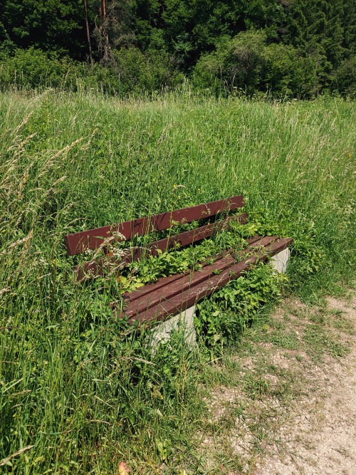 breathings: Overgrown bench along the way