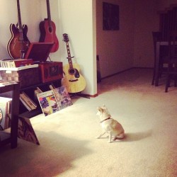nmfb:  Lola loves #vinyls move aside RCA dog. #vinyl #collector #chihuahua #chihuahuas #loovinspoonful 