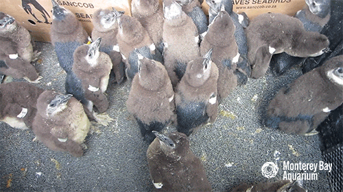 montereybayaquarium:  montereybayaquarium:   Have you ever caught yourself thinking: