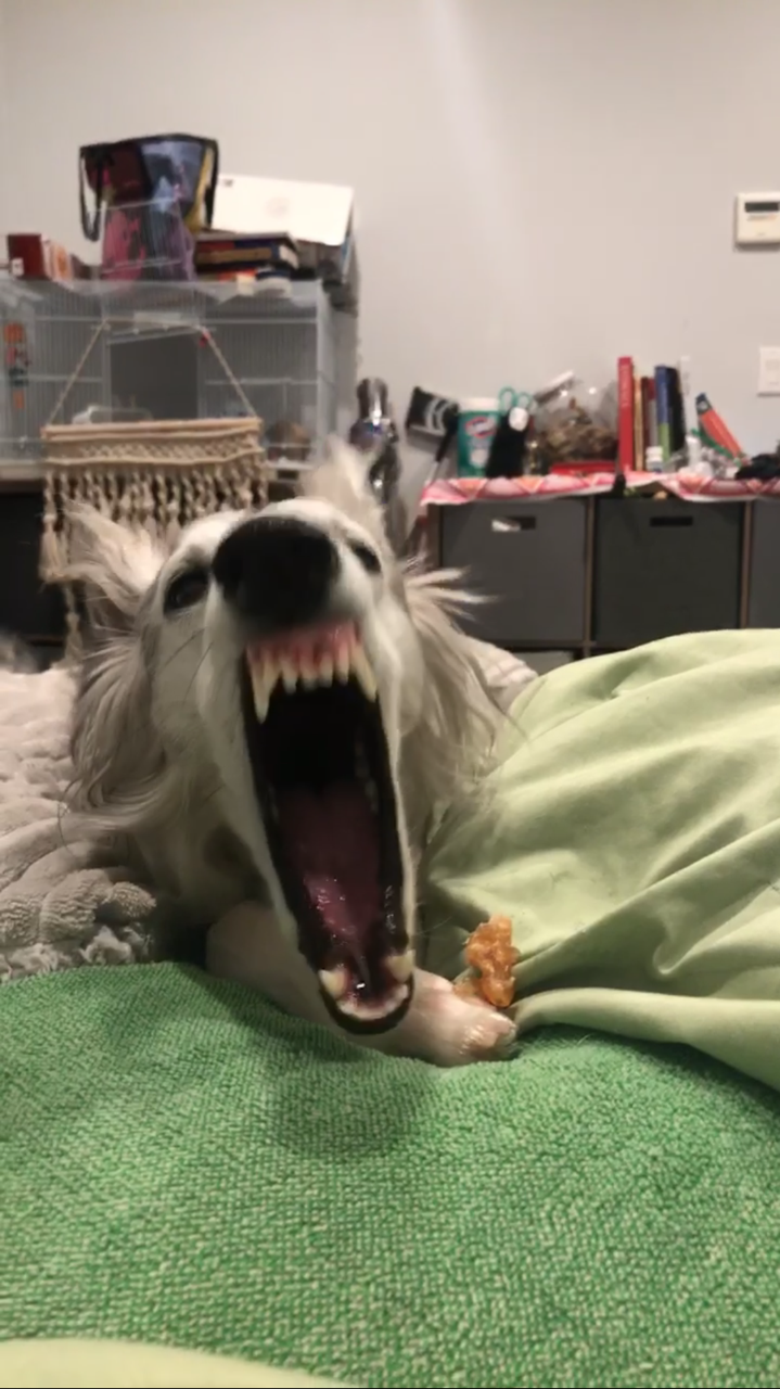 silver-sivien:  malociraptor:   teaalmighty:   teaalmighty: I love how dogs are super