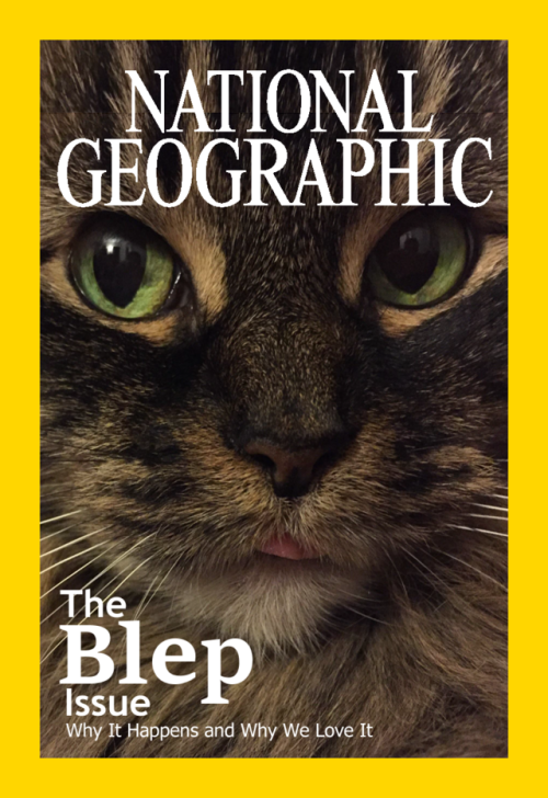 cutecornflakes:The blep issue we’ve all been waiting for