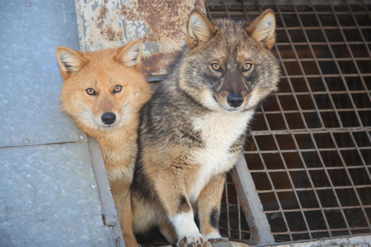 howtoskinatiger:  Sulimov dogs are a cross between domestic dogs and golden jackals