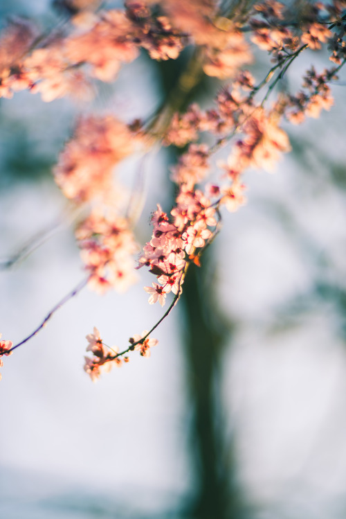 rhiannahoward:Cherry Blossoms