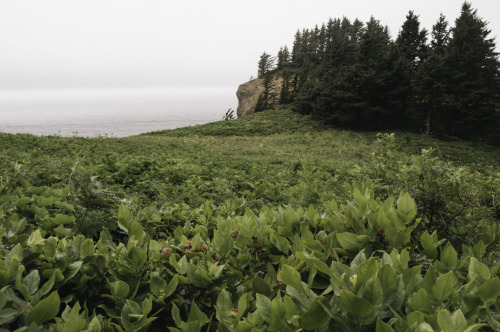 kovthephotographer:Oswald West State Park, OregonSmuggler’s CoveOregon Coast TrailTreasure Cove