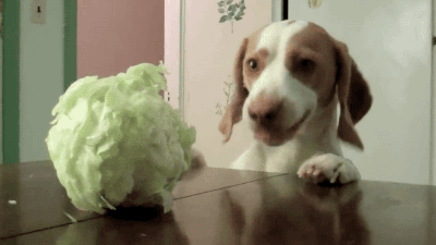 gifsboom:  Dog Steals Cabbage. video