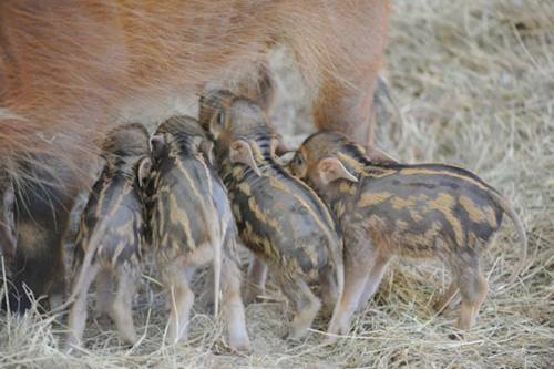 zooborns:African Red River Hog Piglets Are a First for Zoo MiamiZoo Miami is celebrating the birth