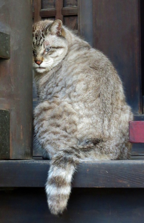 mostlycatsmostly:Grumpy Japanese Shrine Cat(submitted by miss-entropicat)