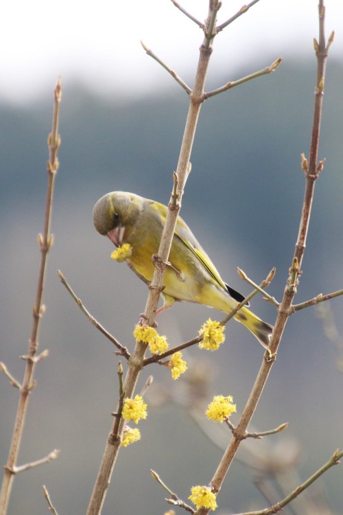 spring smells nice