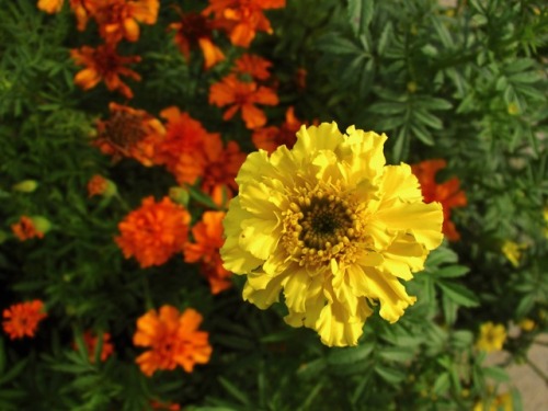 Flowers on the plot where they grow fresh veggies for the foodbank. What a good project.