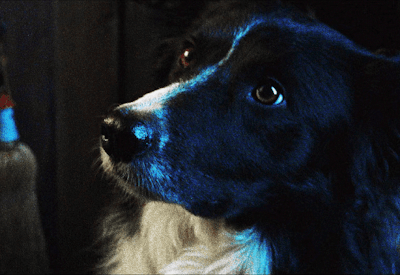 XXX albert-vvesker:DOGS IN HORRORZowie in Pet photo