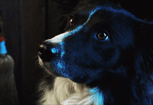 albert-vvesker:DOGS IN HORRORZowie in Pet Sematary II (1992)Bruisie in Eight Legged Freaks (2002)Chips in Dawn of the dead (2004)Gonk in Elvira: Mistress of the Dark (1988)Sam in Dog Soldiers (2002)Bugsy in The Babadook (2014)The Blob (1988)