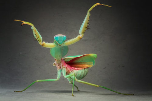 Devil’s flower mantis, spiny flower mantis, and Malaysian shield praying mantis.All by Igor Siwanowicz.