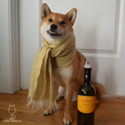 shibasommelier:  2012 Cusumano Insolia Terre Siciliane IGT Feeling pretty golden. Lemon, apple, honey, cinnamon, and golden flowers on the nose. Honeyed apple dessert on the palate with yellow flowers, pear, nutmeg, and cinnamon. Yum! 4/5 bones $ Inzolia