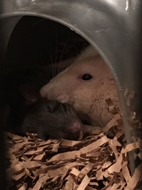 Squirrel and Homer snuggling in their igloo