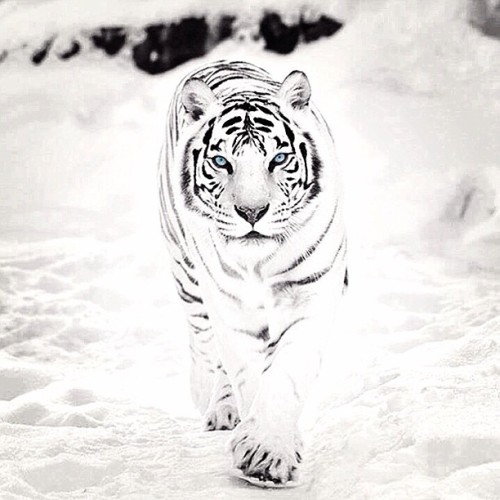 provoke
