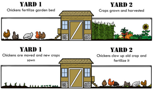 alraunahomestead - Save Time and Energy with the Fenced Chicken...