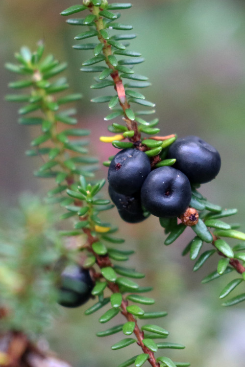 michaelnordeman:Fräkensjömyrarna nature reserve, Värmland, Sweden. 