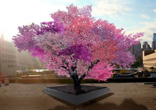 mothernaturenetwork: This gorgeous tree grows 40 kinds of fruitUsing a common technique called graft