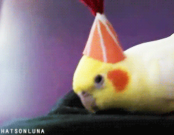 hatsonluna:  Luna and the Welcome Party Hat! Wow! over 4500 followers!!!! Luna and
