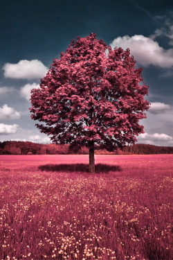 r2–d2:  Pink Tree by (~demor) 