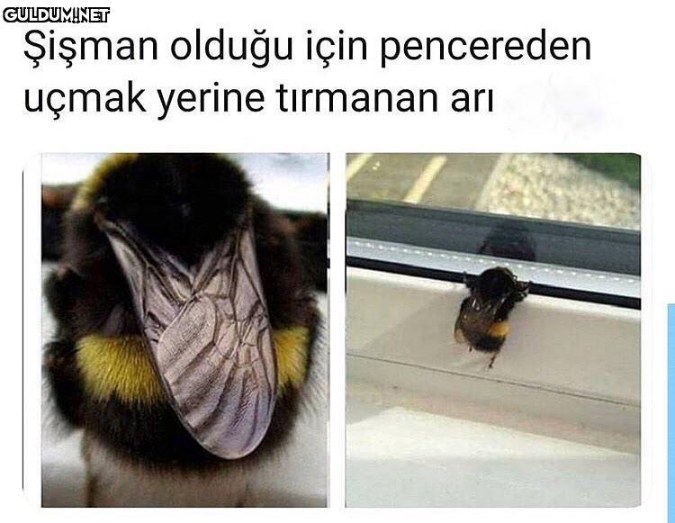 bir hayvan olsaydım bu arı...