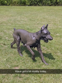 officialbluearmy:  latenightalaska:  I SERIOUSLY THOUGHT THIS WAS A COPPER STATUE  HELLHOUND 