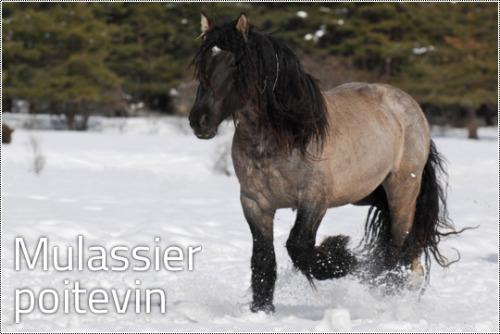 kimblewick: transperceneige: The 9 french draft horse breeds France, doing draught horses right