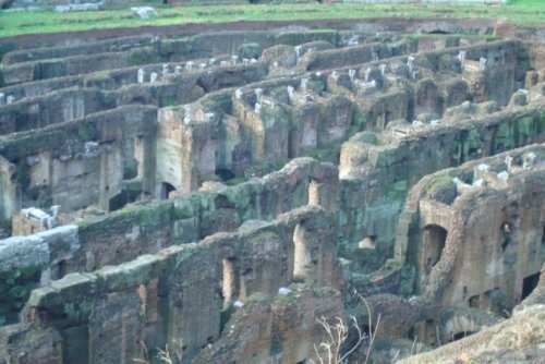 theancientgeekoroman: The Colosseum, Rome, Italy