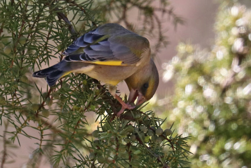 A Green finch/grönfink eating berries off a juniper.