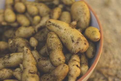 lenorestreetgarden:Over 100 fingerling potatoes from a 3′ x 1′ x 1.5′ box.  Not bad.