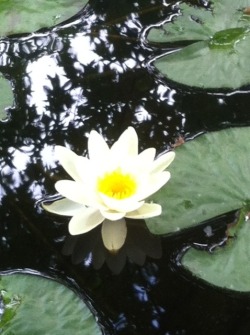 My little baby opened up! Lotus flower/water