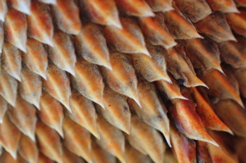 ramona-the-pogona:amy-alexandra:ramona-the-pogona:My favourite parts of RamonaHoly, what kind of cam
