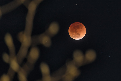 Last night’s super blue blood moon.300mm, cropped.