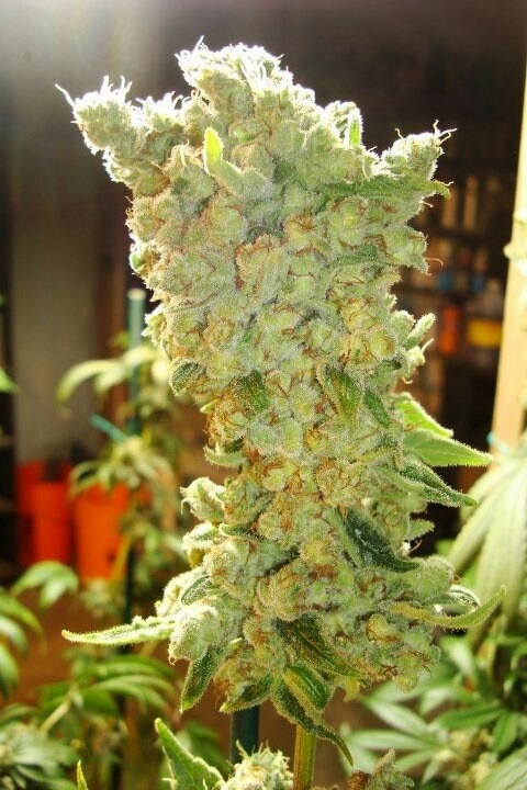 Stay lifted