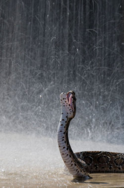 Allcreatures:  This Russell’s Viper Snake Takes Advantage Of The Rain In Sri Lanka Picture: