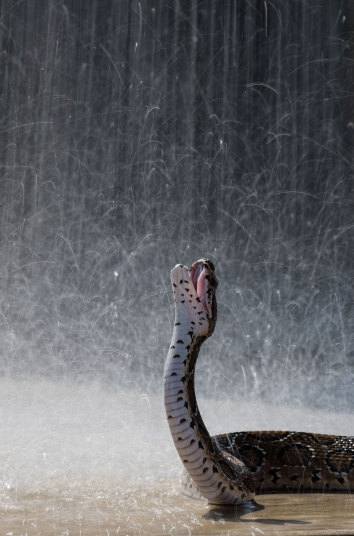 allcreatures:This Russell’s viper snake takes advantage of the rain in Sri Lanka Picture: