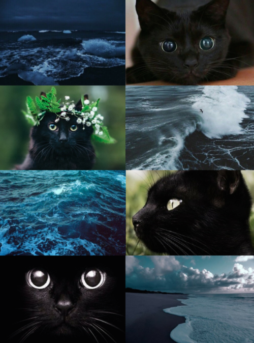 mypieceofculture: Animal Aesthetics // Black Cat - Ocean Requested Galaxy Snake